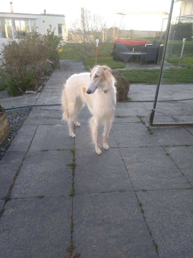 Swiss Borzoi House Bed & Breakfast Vully-les-Lacs ภายนอก รูปภาพ