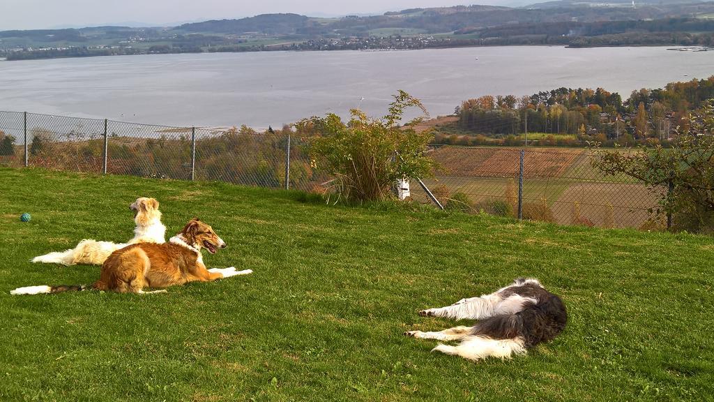Swiss Borzoi House Bed & Breakfast Vully-les-Lacs ภายนอก รูปภาพ