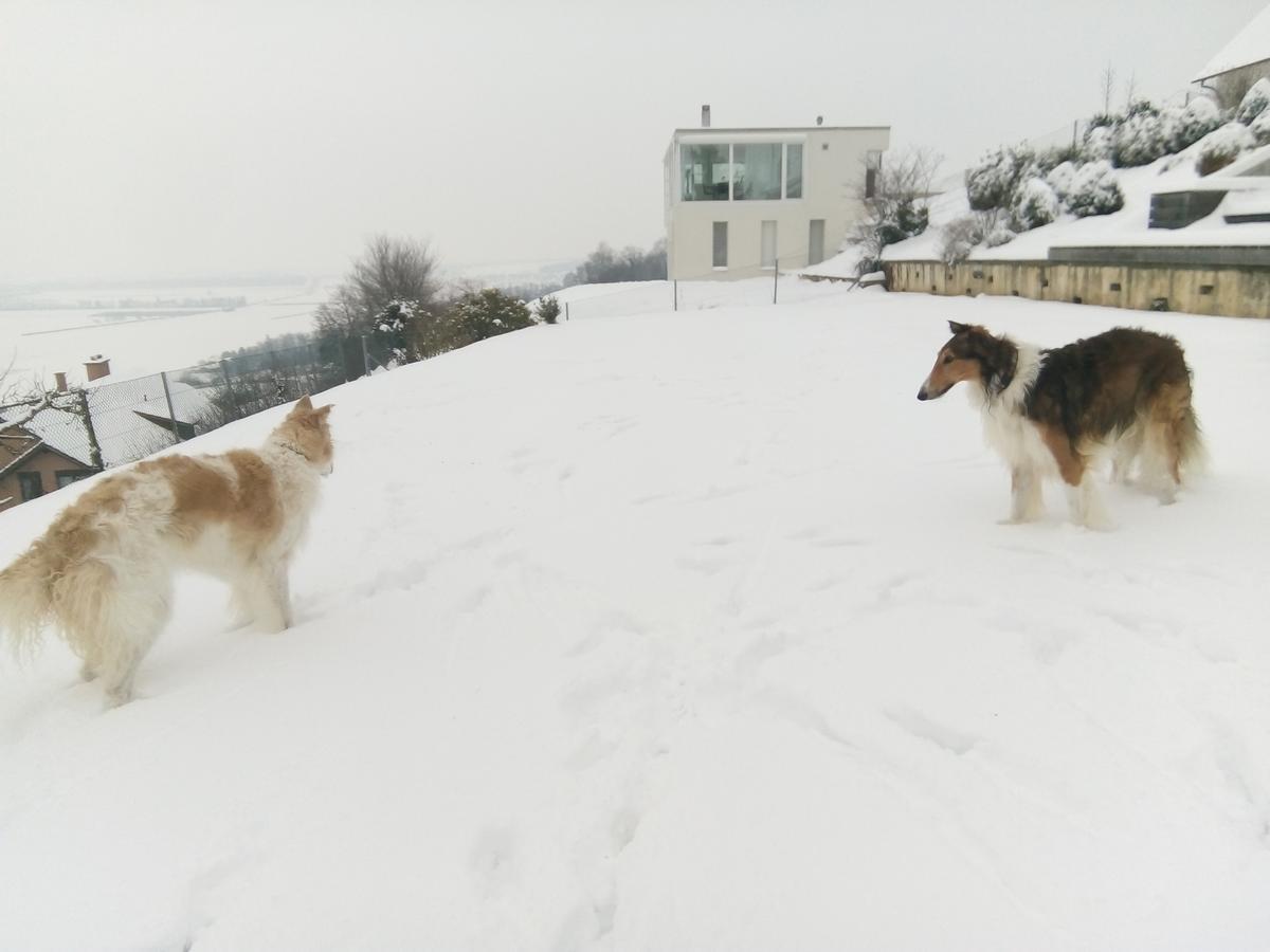 Swiss Borzoi House Bed & Breakfast Vully-les-Lacs ภายนอก รูปภาพ