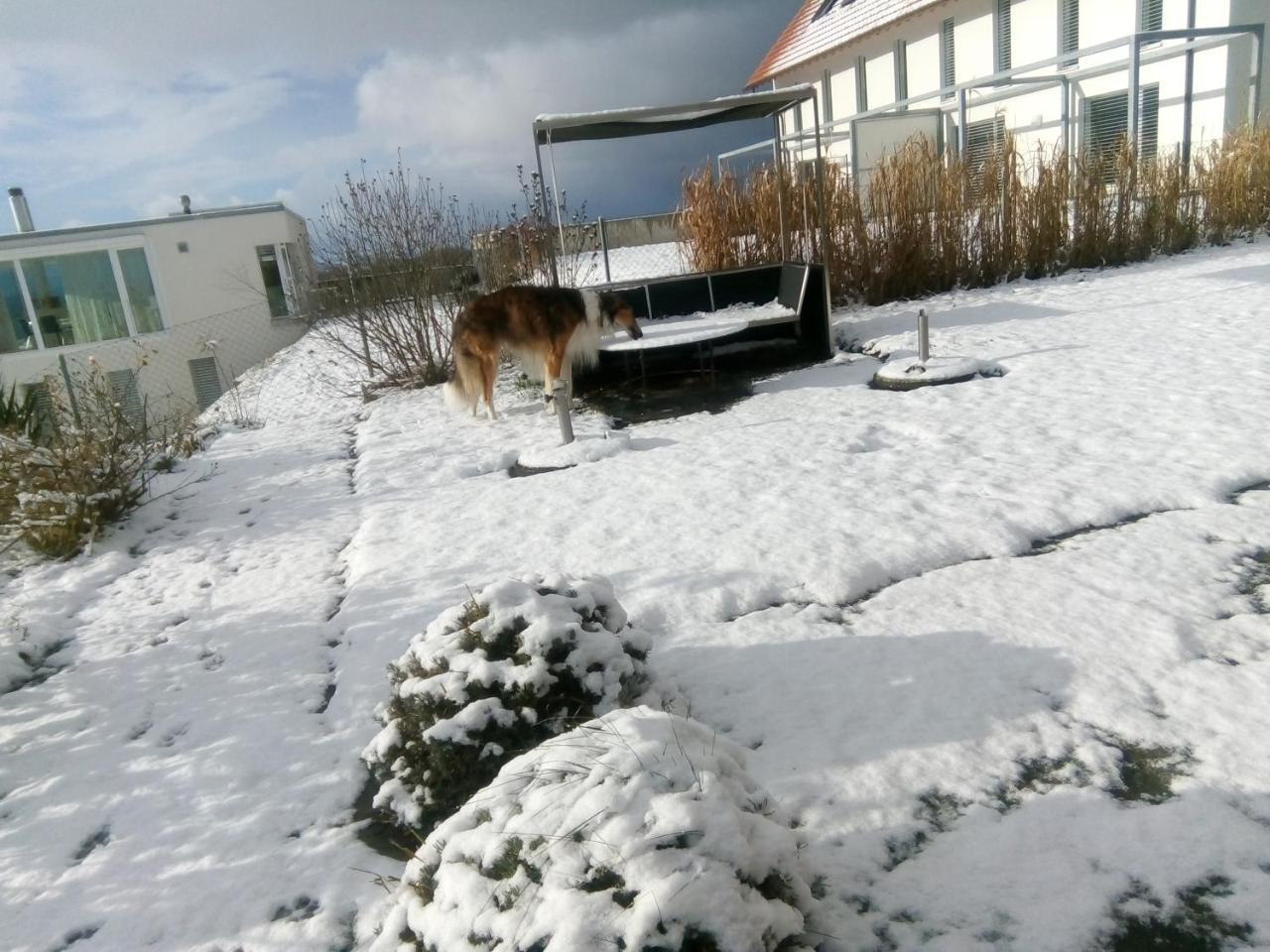 Swiss Borzoi House Bed & Breakfast Vully-les-Lacs ภายนอก รูปภาพ