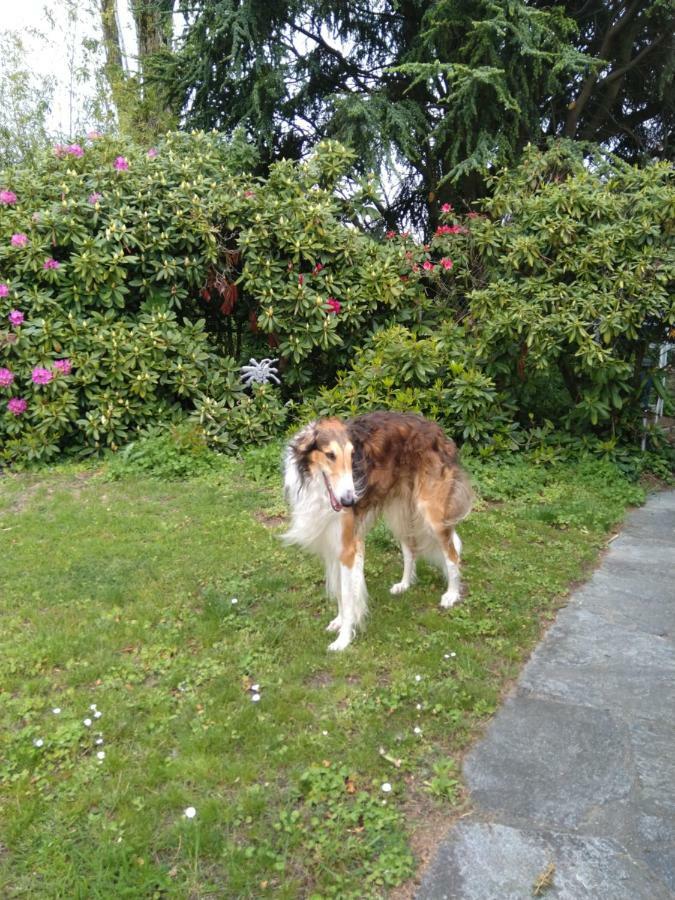 Swiss Borzoi House Bed & Breakfast Vully-les-Lacs ภายนอก รูปภาพ