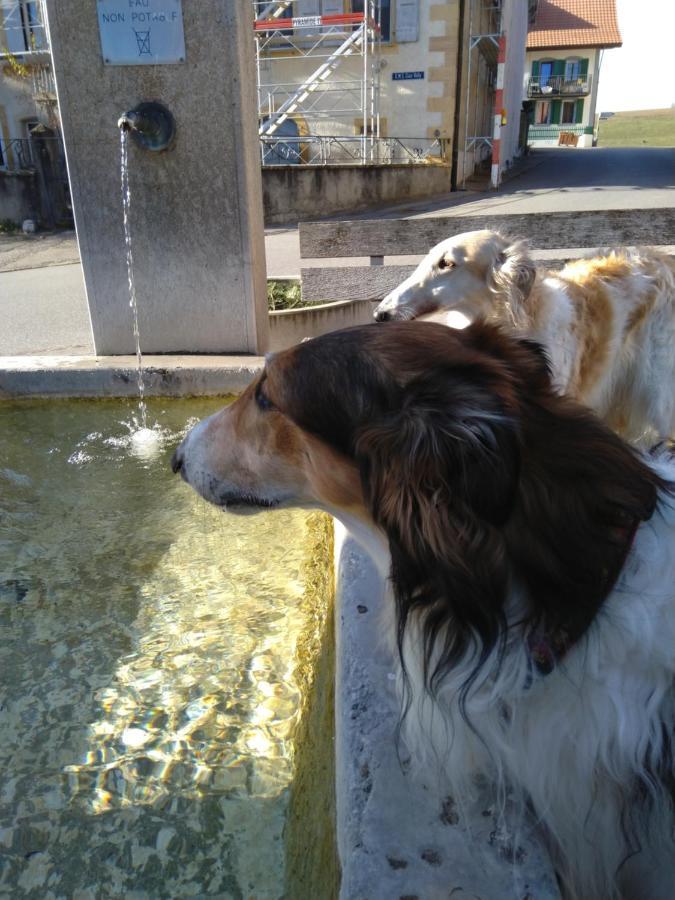 Swiss Borzoi House Bed & Breakfast Vully-les-Lacs ภายนอก รูปภาพ